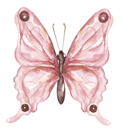Watercolor pink butterfly illustration, butterfly clipart. garden insect clip artの写真素材