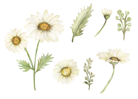 Daisy flower clipart set. Watercolor romantic botanical illustration.  Delicate floral elements. Hand painted summer rustic wildflowers. Chamomile for card, wedding invitationの写真素材
