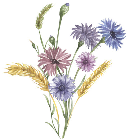 Watercolor meadow florals bouquet illustration, wildflowers clipart, field flowers and wheat compositionの写真素材