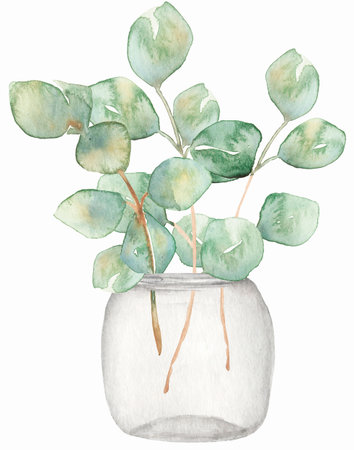 Jar with eucalyptus branches. Watercolor hand drawn illustration. Original floristic composition. Perfect for interior textile, kitchen print, scrapbooking paperの写真素材