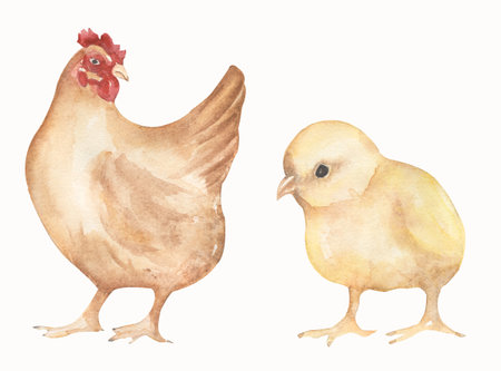 Watercolor chicken and hen bird isolated on a white background. Hand drawn colorful farm bird illustration.の写真素材