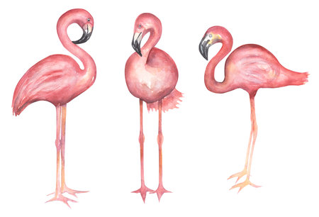 Watercolor hand drawn flamingos clipart set. Pink big exotic birds illustration.の写真素材