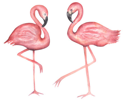 Watercolor hand drawn flamingos clipart set. Pink big exotic birds illustration.の写真素材