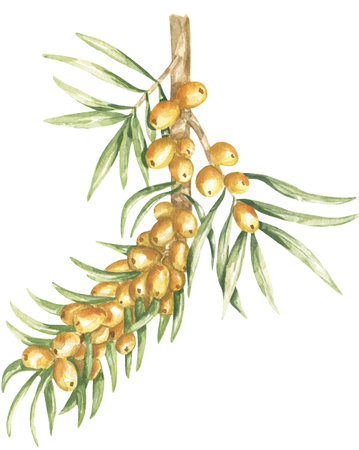 Watercolor Illustration of Sea Buckthorn Branch, agriculture autumn clipart, autumn plantの写真素材