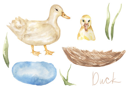 Watercolor duck with duckling, lake, nest illustration set, bird animal clipartの写真素材