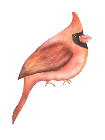Winter Bird Clipart, Watercolor Cardinal bird illustration, Woodland Animal, card templateの写真素材