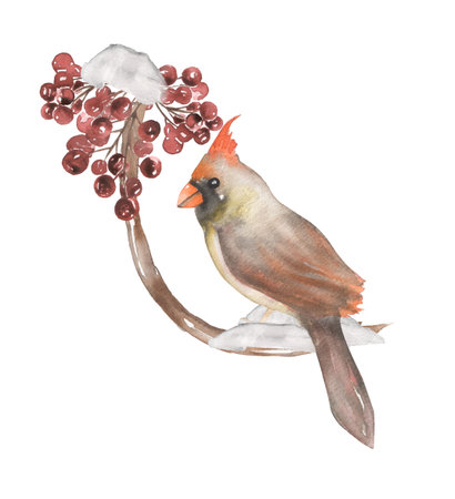 Winter Bird Clipart, Watercolor Christmas print, Cardinal bird illustration, Red Berry, Xmas Forest, Woodland Animal, card templateの写真素材