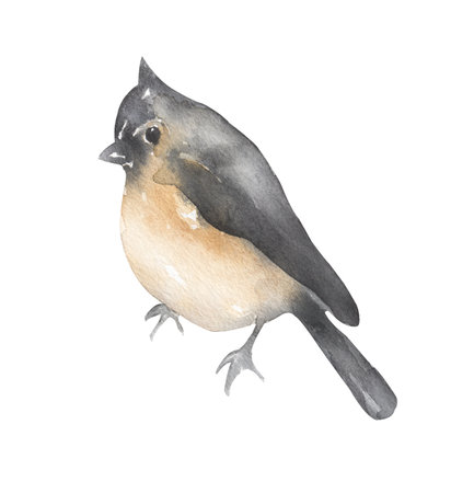 Winter Bird Clipart, Watercolor Titmouse bird illustration, Animals, card templateの写真素材