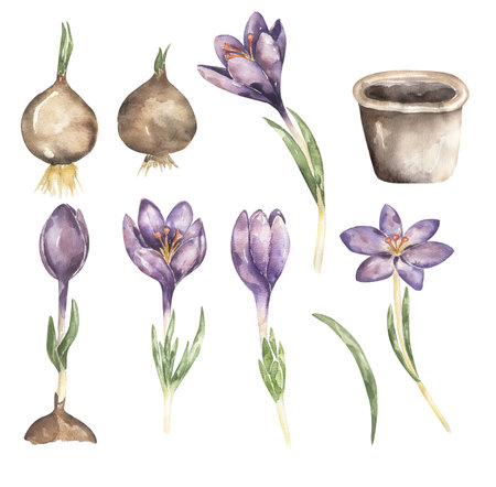 Crocus flower Life Cycle Clipart, Watercolor Growing Stages of plant, Floral Growth Cycle illustration set, Homeschool Card, Kids School Educational clipart, Biology clip artの写真素材