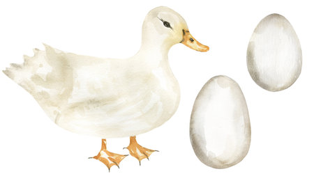 Watercolor duck and eggs illustration set, duck bird clip art, animal clipartの写真素材