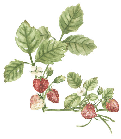 Watercolor Illustration of strawberries and flowers, berry plant clipartの写真素材