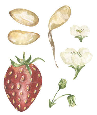 Watercolor Illustration Set of strawberries and flowers, berry plant cycle clipartの写真素材