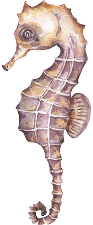 Watercolor hand painted Seahorse Illustration, Ocean Animal clipartの写真素材