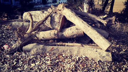 Logs of wood