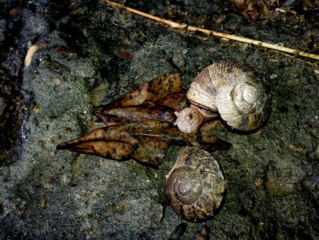 Snailsの素材