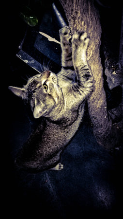 Cute kitten in the houseの素材