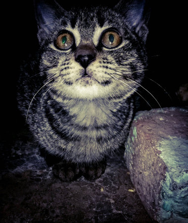 Cute kitten in the houseの素材