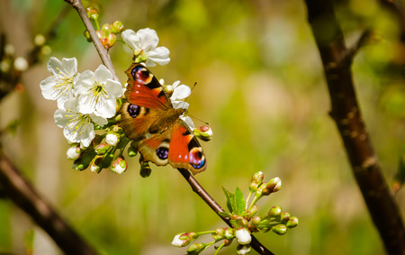 Peacock butterfly on wild cherry blossom against green backgroundの写真素材