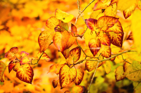 Colorful autumn leaves. Natural backgroundの写真素材