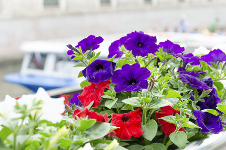 Lilac petunia in pot and blur shipの写真素材