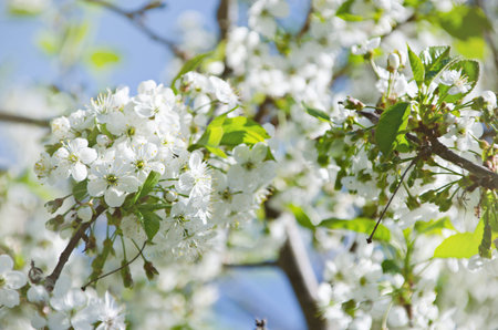Spring in an orchard,beautiful blooming cherry trees in spring park, cherry branch in bloom....