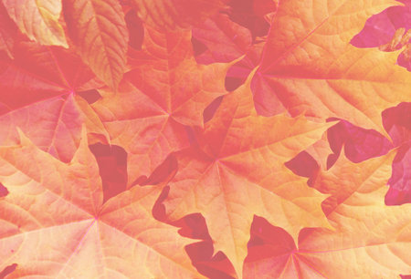 Foliage with main trendy Living Coral color of the year 2019. Colorful concept. Toned.