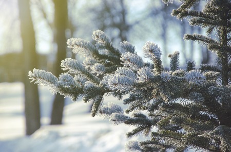 Conifer branches close up with needles covered with white frost on blurred background. Winter scenery with sunlight. Selective focusの写真素材