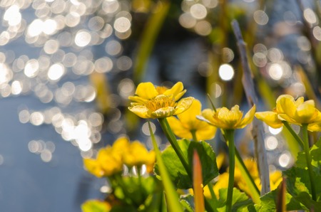 Bright yellow Caltha flowers on green leaves background close up. Caltha palustris, known as marsh-marigold and kingcup flowers. Selective focus.の写真素材