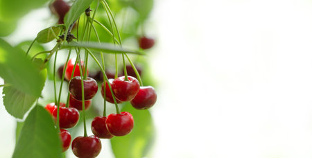 Red cherry in tree with green warm background in soft light white background. Banner. Copy space.