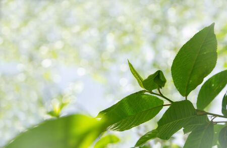 Green leaves border with copy space. Green leaves on blur nature background with morning light. Natural frame.の写真素材