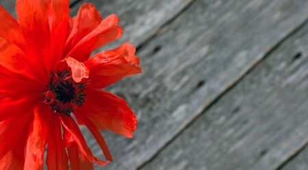 National american holiday Memorial Day concept. Wooden background with red poppy flower.Poppy flowers memorial backgroundの写真素材