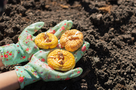 Hands in clourful gloves with gladiolus bulbs ready to planting.