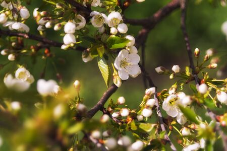 Blossoming of cherry or plum flowers in spring time with green leaves, macro. Spring gardenの写真素材