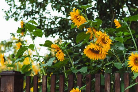 Sunflowers in garden over brown fence. Outdoor picture.の写真素材