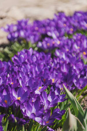 Bees on purple crocus growing outside. View at magic blooming spring flowers crocus sativus. Selective Focus. Spring garden.の写真素材