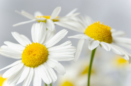 Chamomile field flowers borders. Beautiful nature scene with blooming medical daisies in solar...