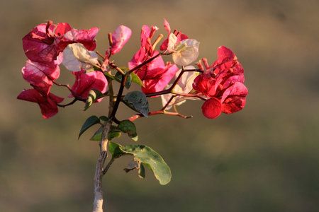A Simple Red Flower in India