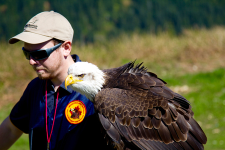 VANCOUVER, CANADA - JUNE 12, 2010: A handler with a trained Bald Eagle on Grouse Mountainのeditorial素材