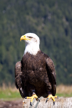 Bald Eagle sitting. Shot at the Grouse Mountain, Vancouver, Canadaの写真素材