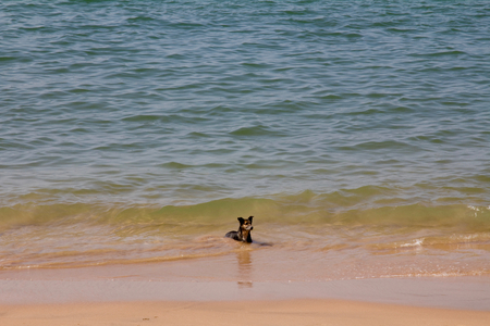 Stray dog enjoying the water at Anjuna beach in north Goa, India on a hot sunny dayの写真素材