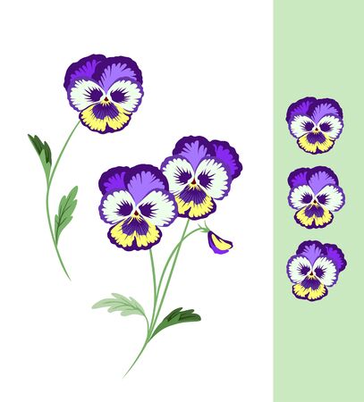 Spring Pansy Flowers. Wild Violet Tricolor. Summer Colorful Heartsease. Vector Flower.のイラスト素材