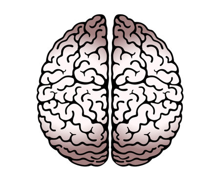 大脳皮質の写真 イラスト素材一覧 3 235件 ストックフォトのamanaimages Plus