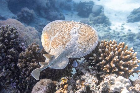 Panther Electric Ray (Torpedo panthera) In Red Sea, Egypt. Dangerous Underwater Animal Above Tropical Coral Reef. Close Up Of Leopard Stingray's Back In The Sand. Indo-Pacific Ocean Fish. Diving Photoの写真素材