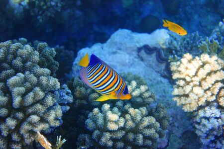 Tropical Fish In The Ocean. Royal Angelfish With Yellow Fins, Orange, White And Blue Stripes. Colorful Beauty Saltwater Fish In The Sea Near Coral Reef.の写真素材
