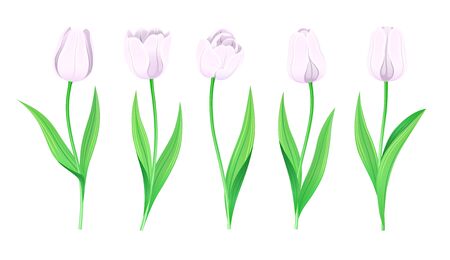 Collection Of Vector White Tulips With Stem And Green Leaves. Set Of Different Spring Flowers. Isolated Tulip Cliparts With Light Pale Petals. Tulip Buds And Blooming Flowers. Transparent Background. のイラスト素材