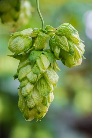 Common Hop Cone (Humulus lupulus), Ripe Hops Crop. Fresh Raw Material For Brewery, Beer And Bread Ingredient. Green Highly Detailed Cascade Cone, Close-up, Soft Focus.の写真素材