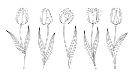 Collection Of Vector Hand Drawn Tulips With Stem And Leaf. Set Of Different Spring Flowers. Isolated Tulip Sketch Cliparts. Feather Black Lines, Tulip Buds, Blooming Flowers. Transparent Background.のイラスト素材
