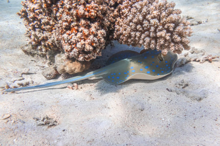 Bluespotted Ribbontail Ray (Taeniura lymma) In Red Sea, Egypt. Close Up Of Dangerous Underwater...