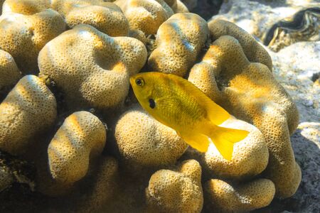 Close Up Of The Single Small Yellow Fish Over The Hard Brain Coral (Mussidae). Underwater World Of Red Sea, Egypt. Bright Exotic Tropical Fish, Diving Shoot.の写真素材