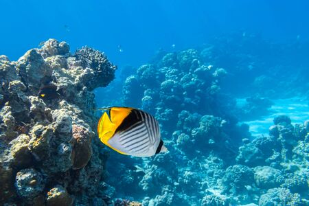 Butterfly Fish Near Coral Reef In The Ocean, Side View. Threadfin Butterflyfish With Black, Yellow And White Stripes. Colorful Tropical Fish In The Red Sea, Egypt. Blue Turquoise Water, Underwater. の写真素材
